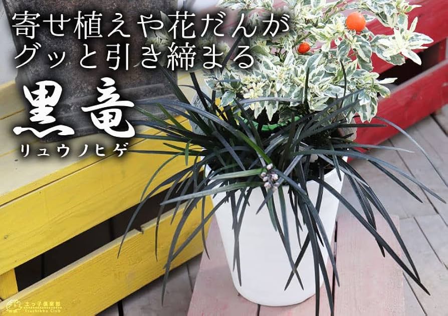 Amazon.co.jp: リュウノヒゲ 『 黒竜 （ コクリュウ ） 』 9cm